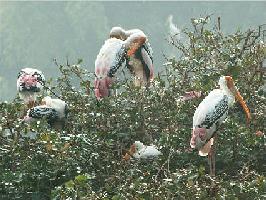 bird santuary
