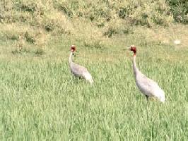 sarus crane
