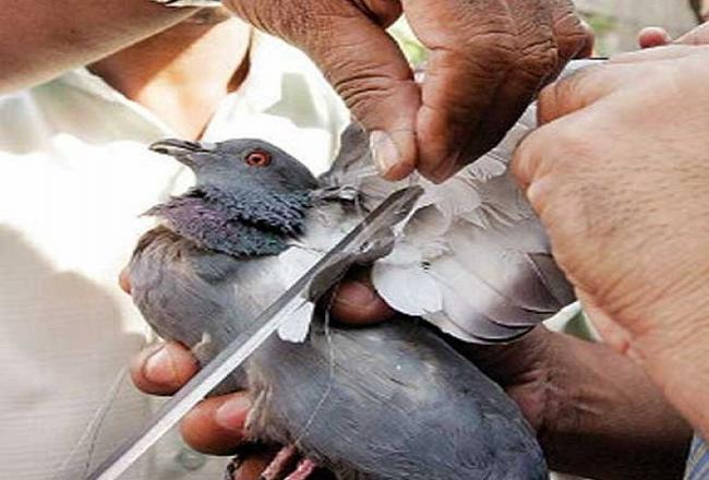 मकर संक्रांति पर अनूठी पहल, मांझे से घायल पक्षियों का इलाज करेंगी 15 टीमें
