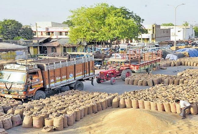 एक ही दिन में मंडी पहुंचा 1.15 लाख बोरी गेहूं, भाव समर्थन मूल्य से नीचे