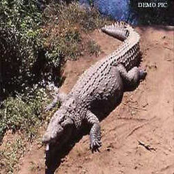Crocodile in the waters of empty plot, terror