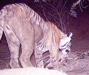 Shifting of the tigress cleared